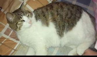 吃小瓜的猫,揭秘吃小瓜的猫的趣味瞬间