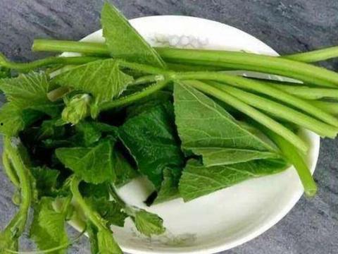 吃苗的瓜种子,孕育丰收的绿色希望