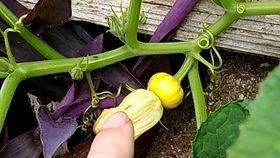 七瓣花吃瓜,探寻神秘花语背后的瓜趣故事