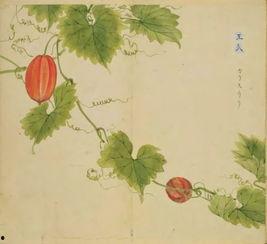 吃瓜王瓜,网络红人的崛起与影响力