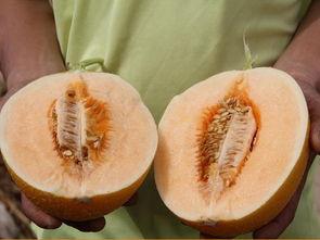 王岩吃蜜瓜,甜蜜时光的美好回忆