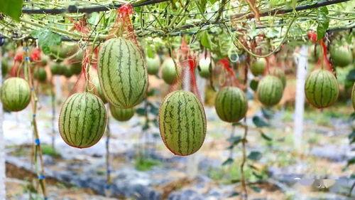 天津大港东部吃瓜,夏日吃瓜盛景，街头巷尾欢声笑语